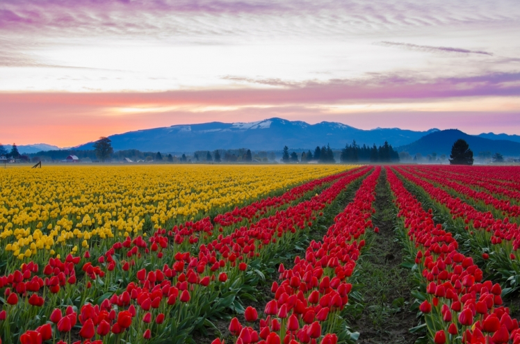 Skagit-Valley-Tulip-Fields-Washington-e1452270012669
